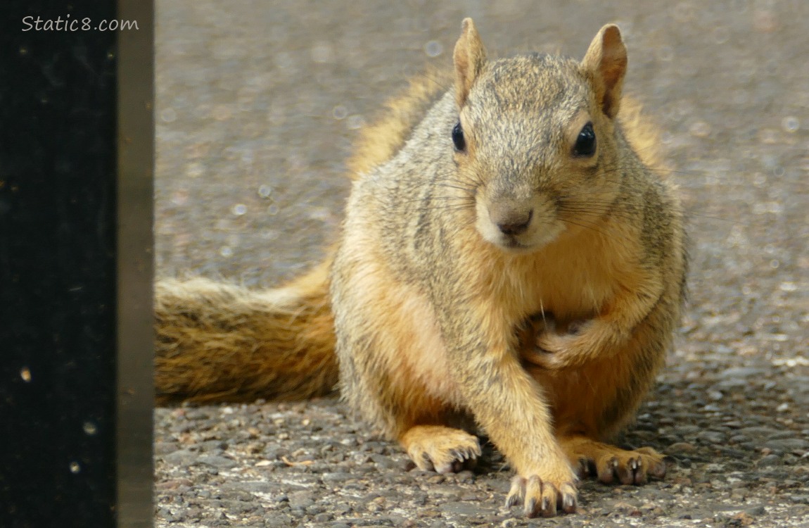 Squirrel sitting on the sidewalk
