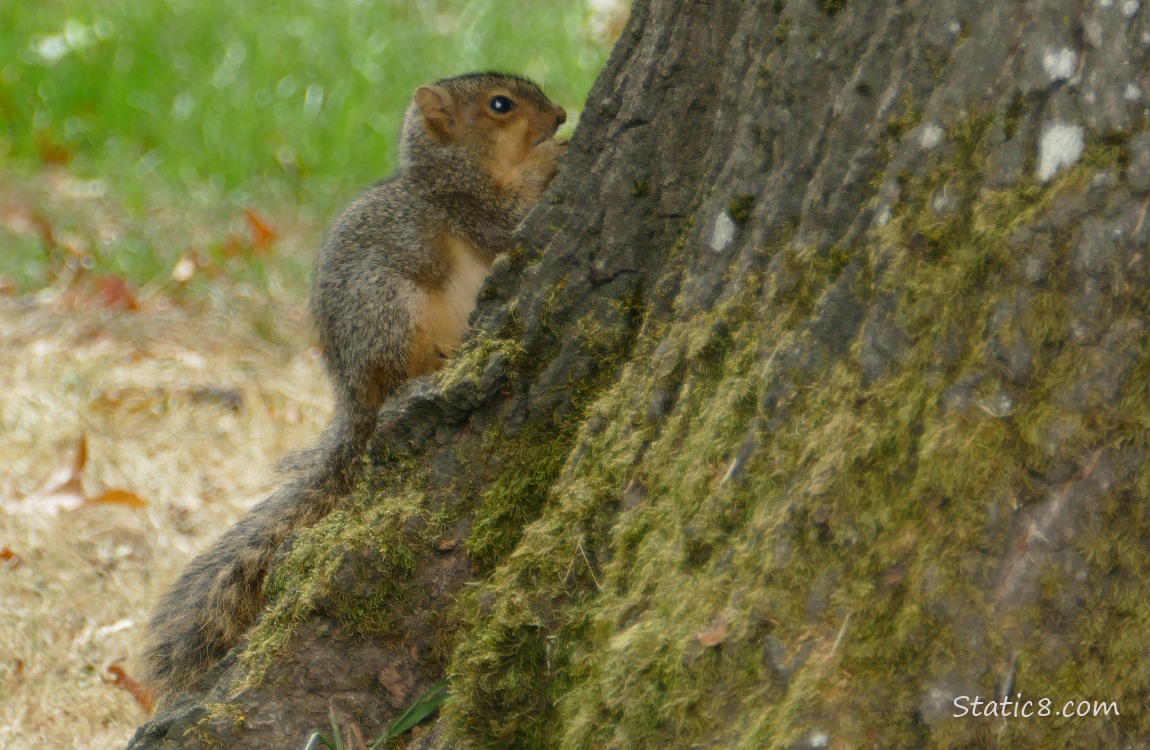 Squirrel standing at the base of a tree trunk