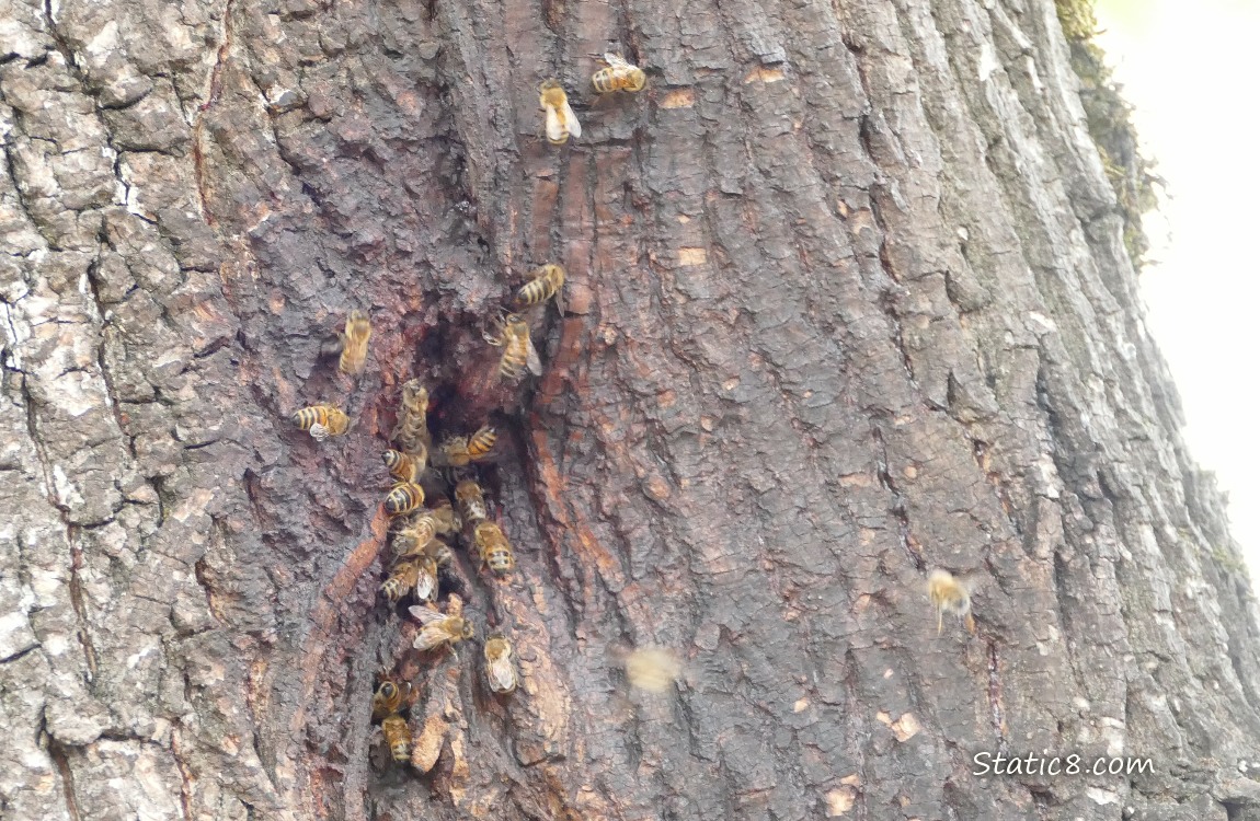 Honey Bees going in and out of a hole in a tree trunk