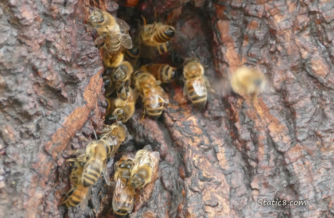 Close up of Honey Bees going in and out of the nest in the tree trunk