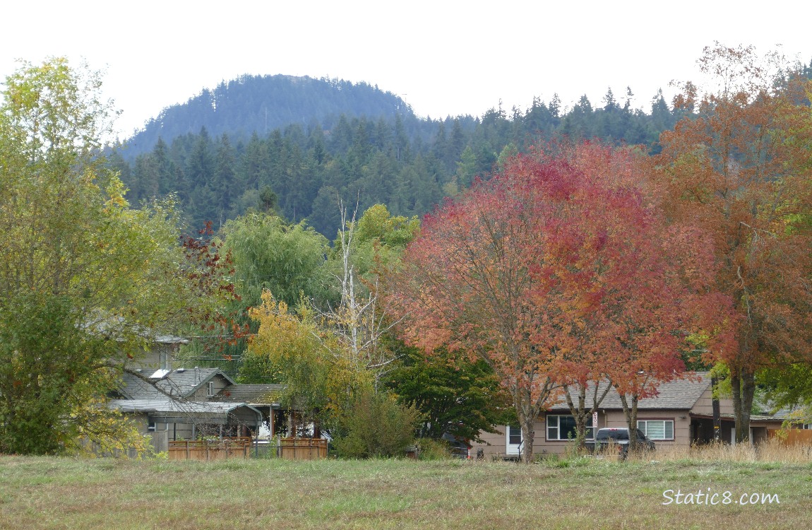Trees on the hill in the distance