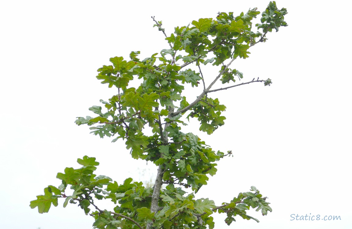 Looking up at an Oak tree sapling