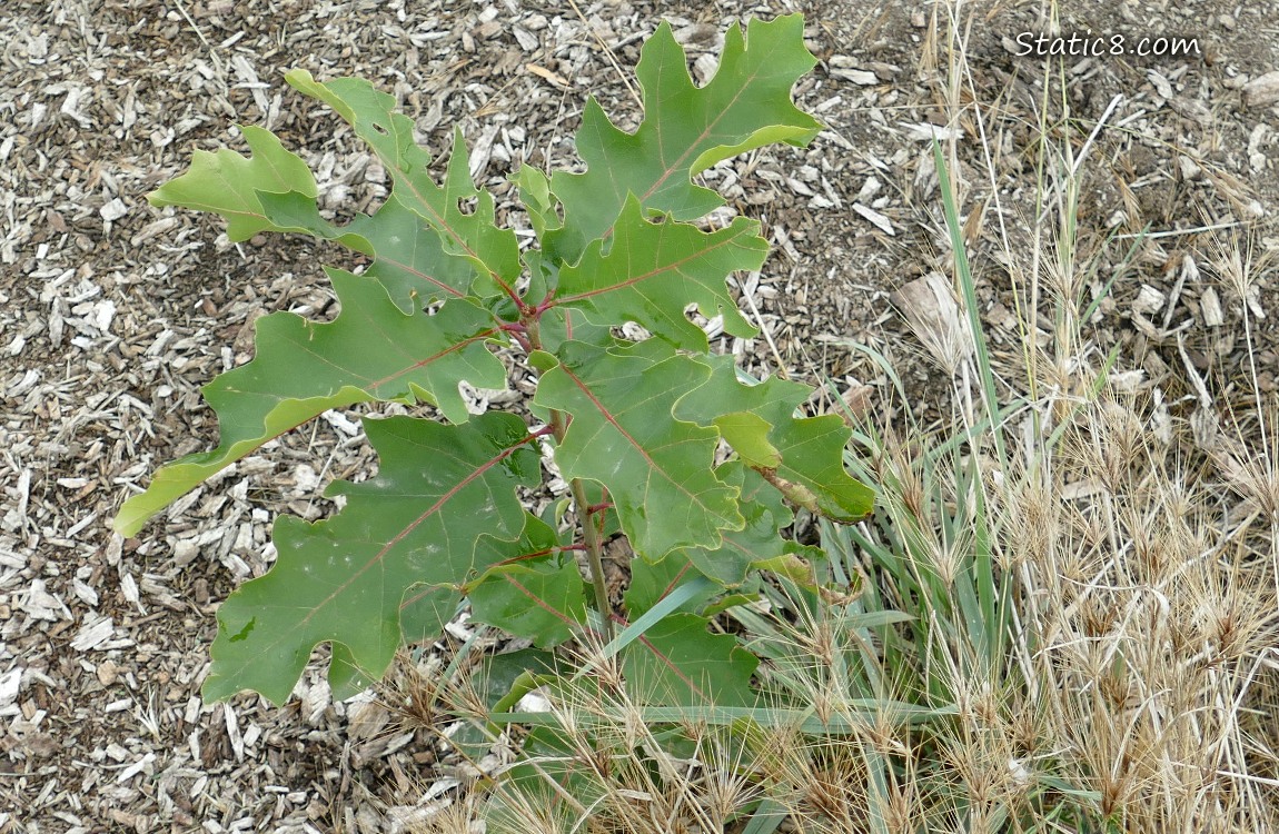 Small Oak tree with a few leaves growing in the ground