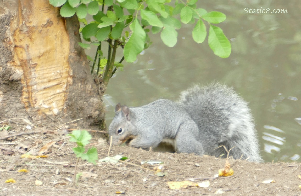 Squirrel burying a nut