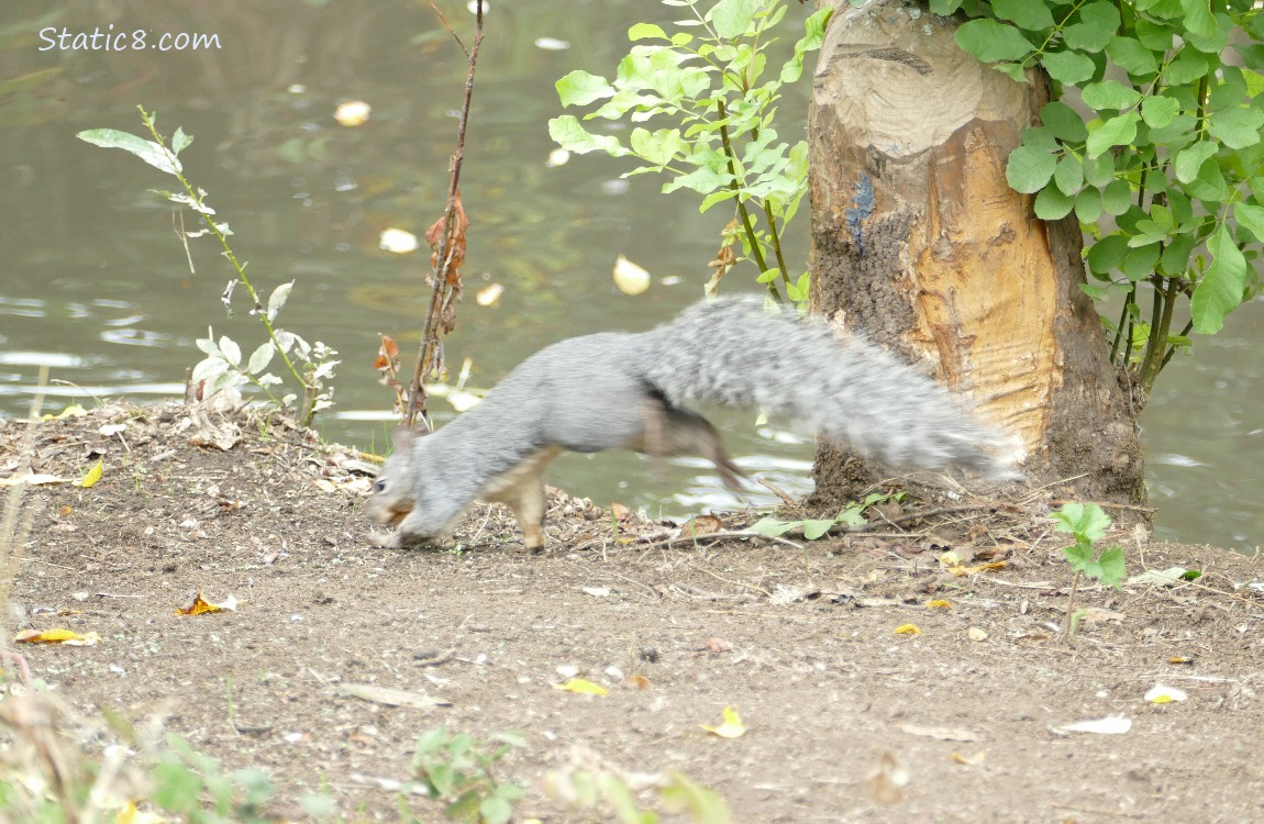 Squirrel hopping away with the creek in the background