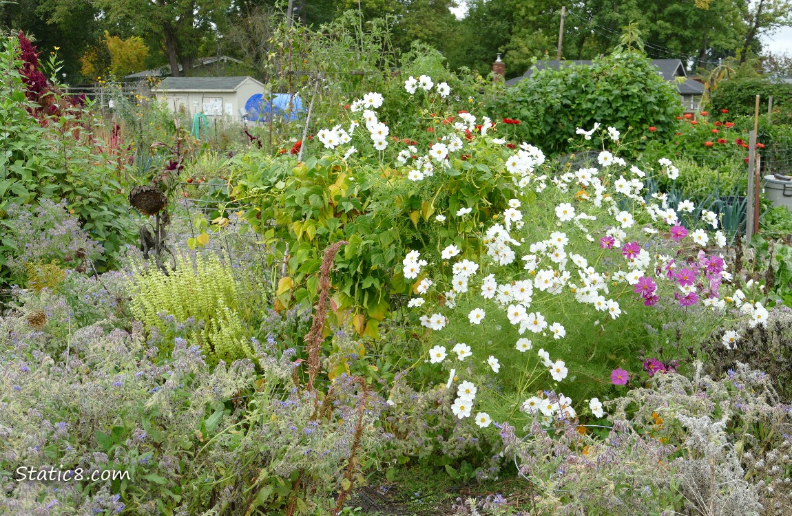 Cosmos blooms in a garden plot