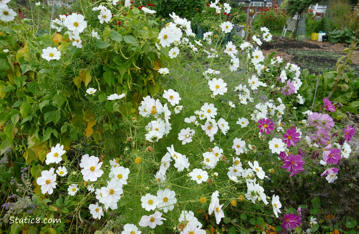 Cosmos blooms