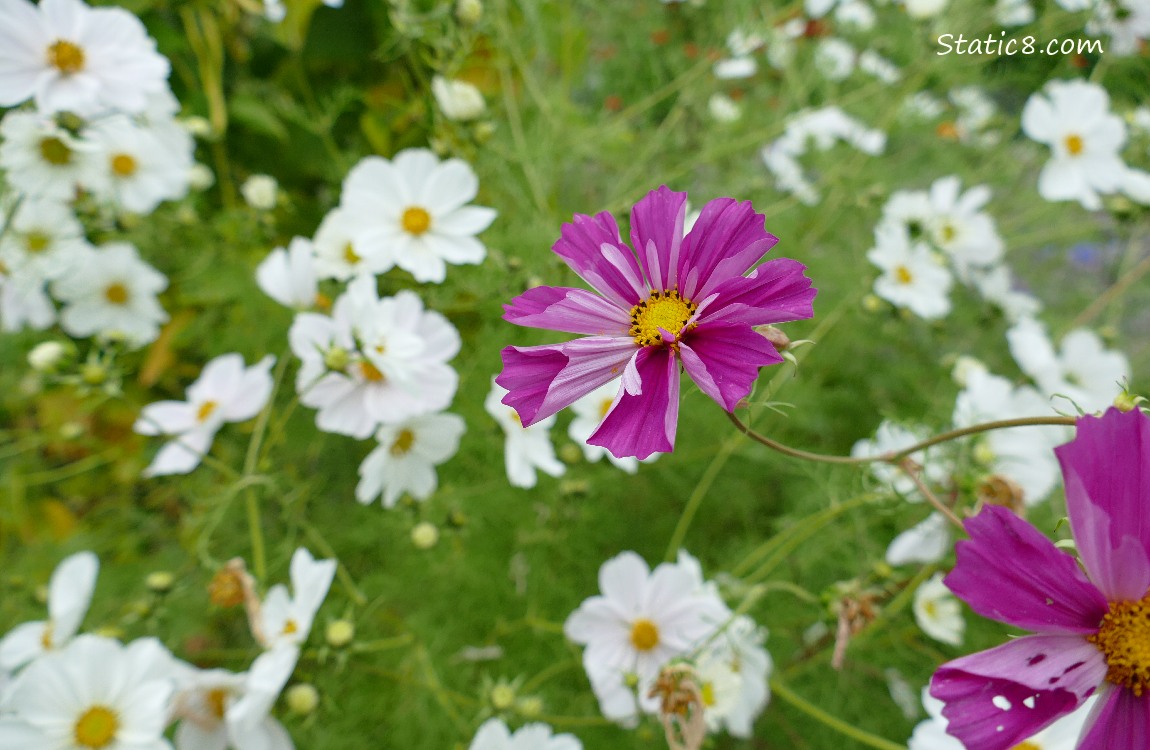 Red Violet Cosmos bloom surrounded by white blooms