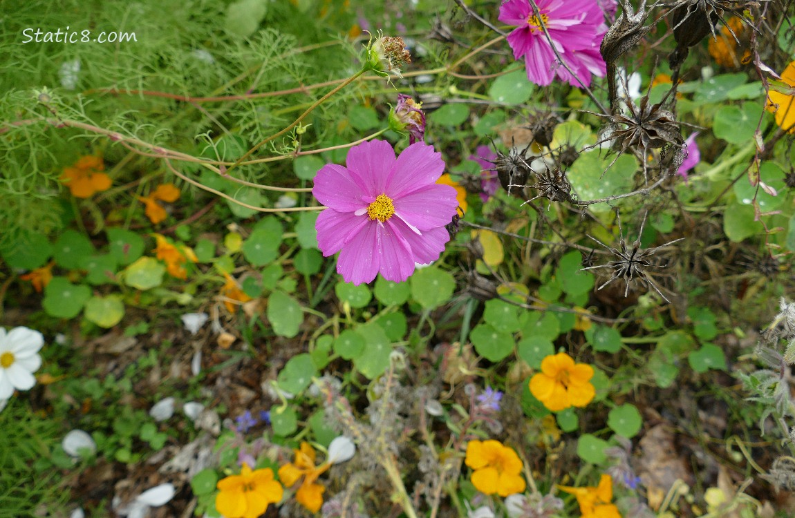 Red violet Cosmos bloom in front of orange Nasturtium blooms
