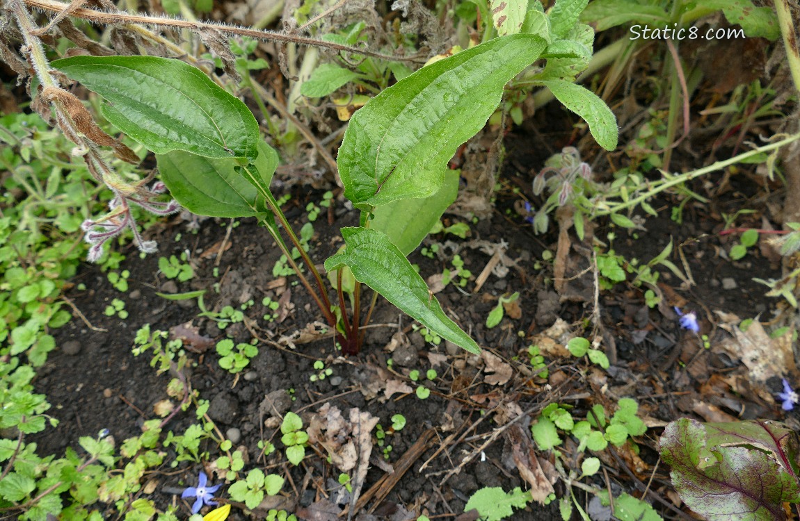 Small Echinacea plant growing in the dirt