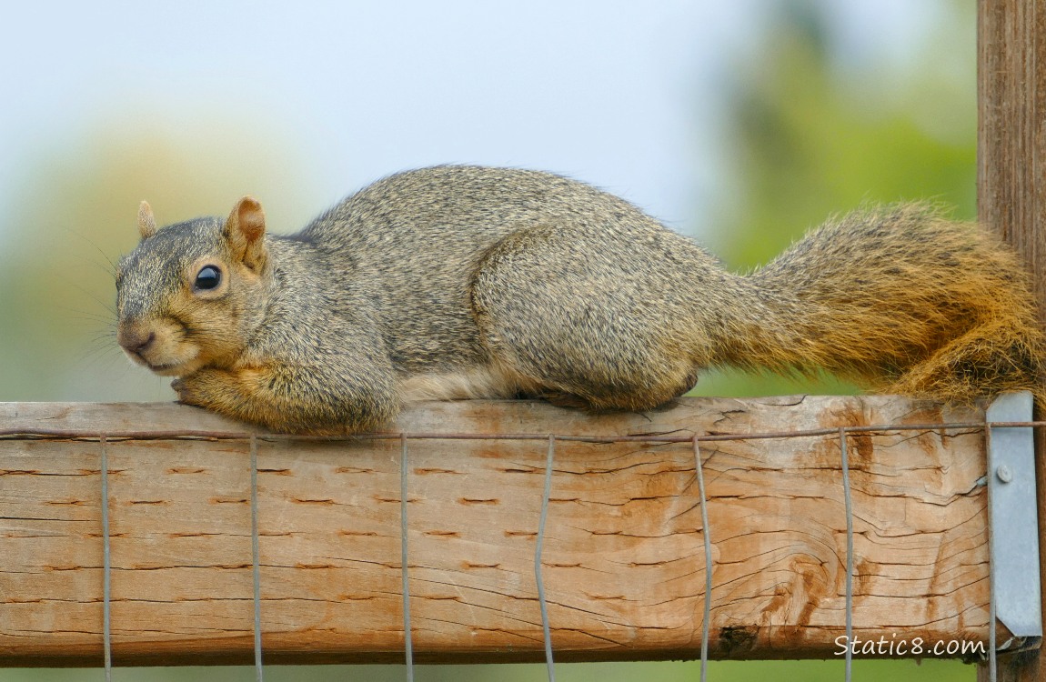 Squirrel laying on a wood fence
