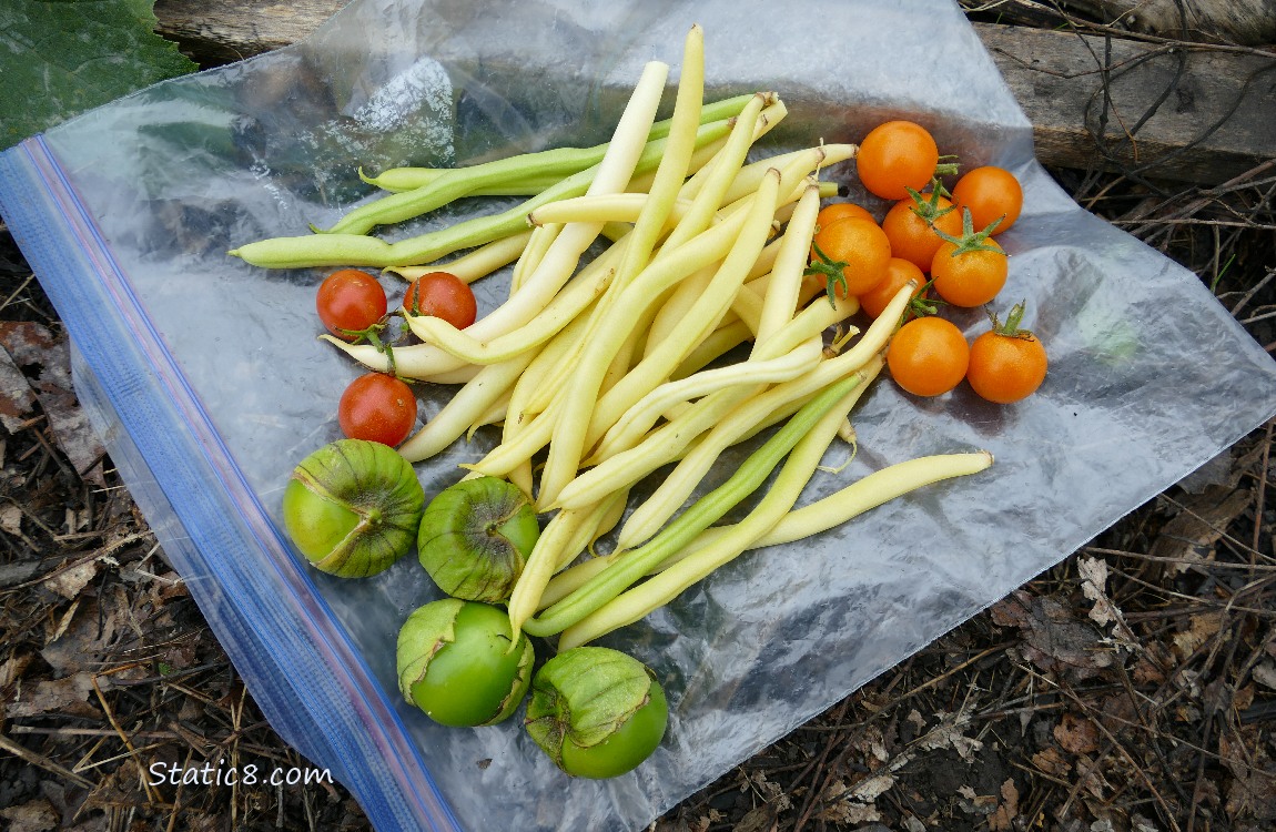 Harvested veggies on a ziplock bag on the ground