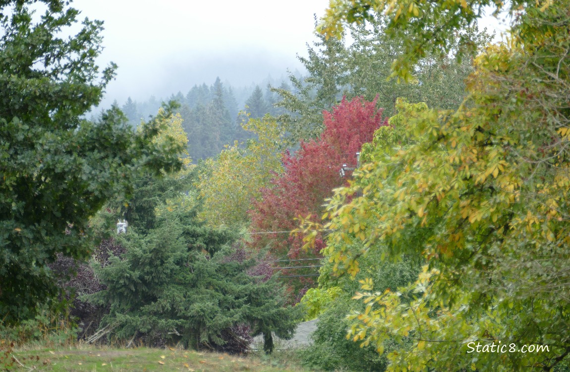Fog behind the trees