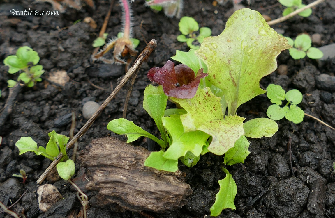 Lettuce seedlings growing in the dirt