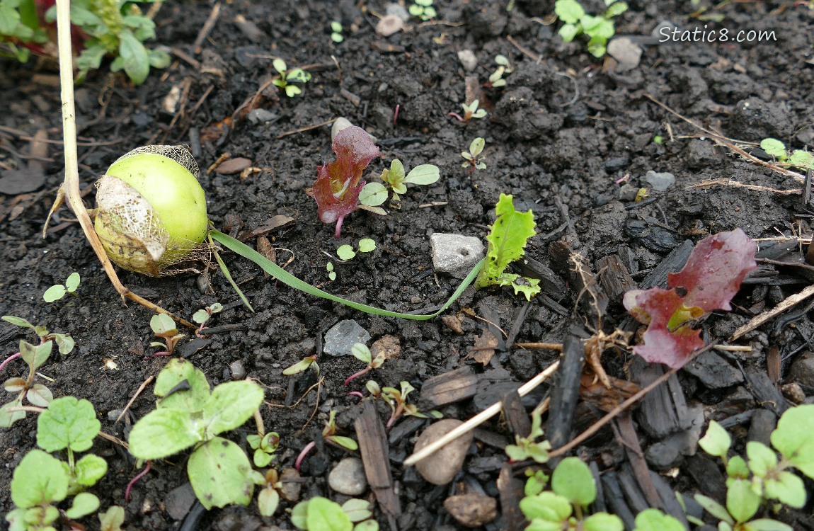 Fallen Tomatillo fruit next to 3 Lettuce seedlings
