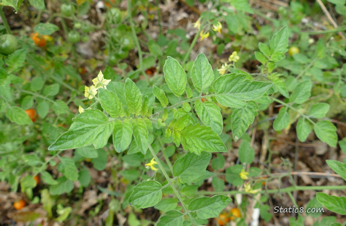 Looking down at tomato leaves with a few blooms