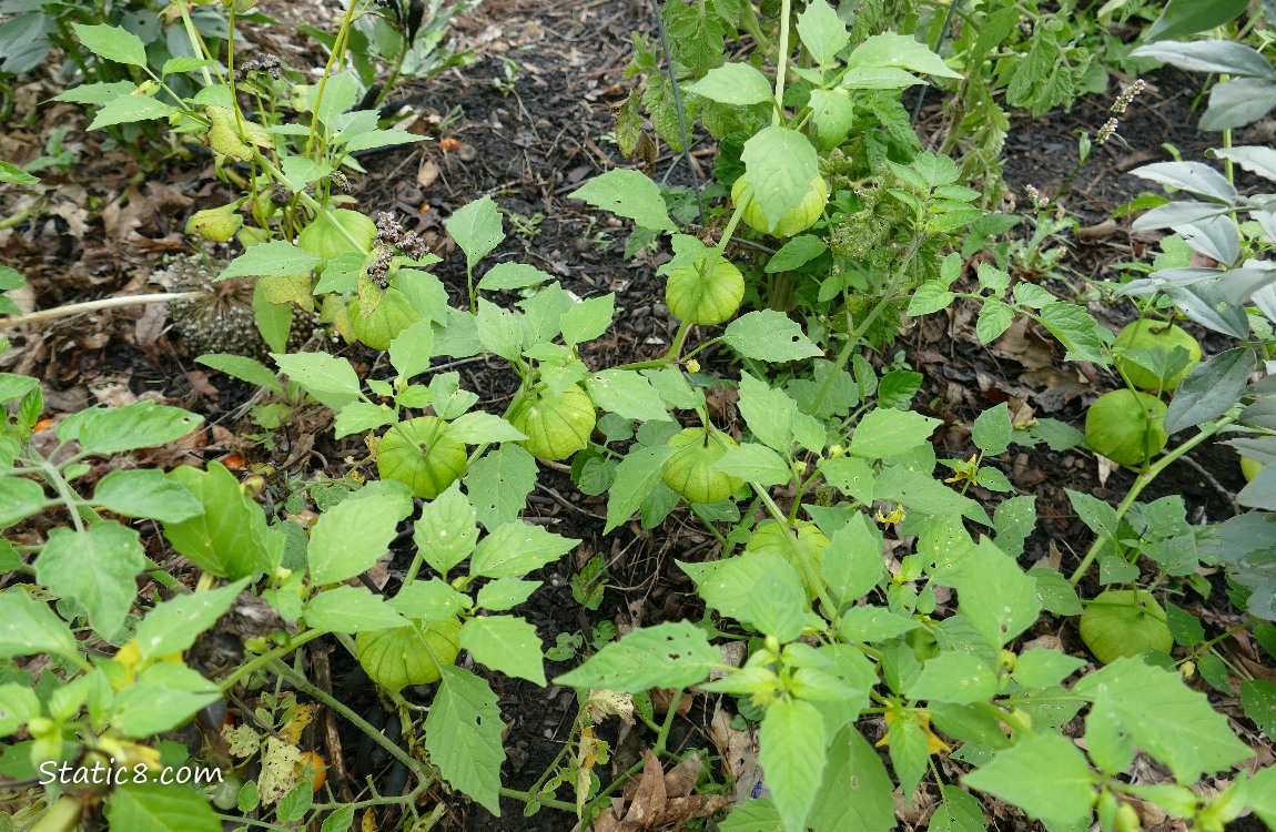 Tomaillo plant with fuits