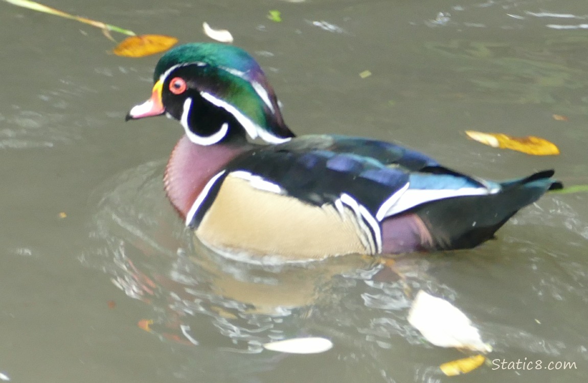 Male Wood Duck paddling on the water