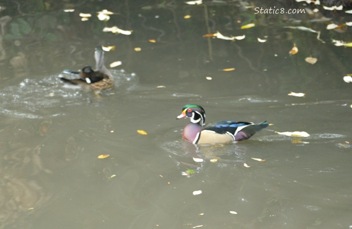 Wood Duck pair paddling in the water