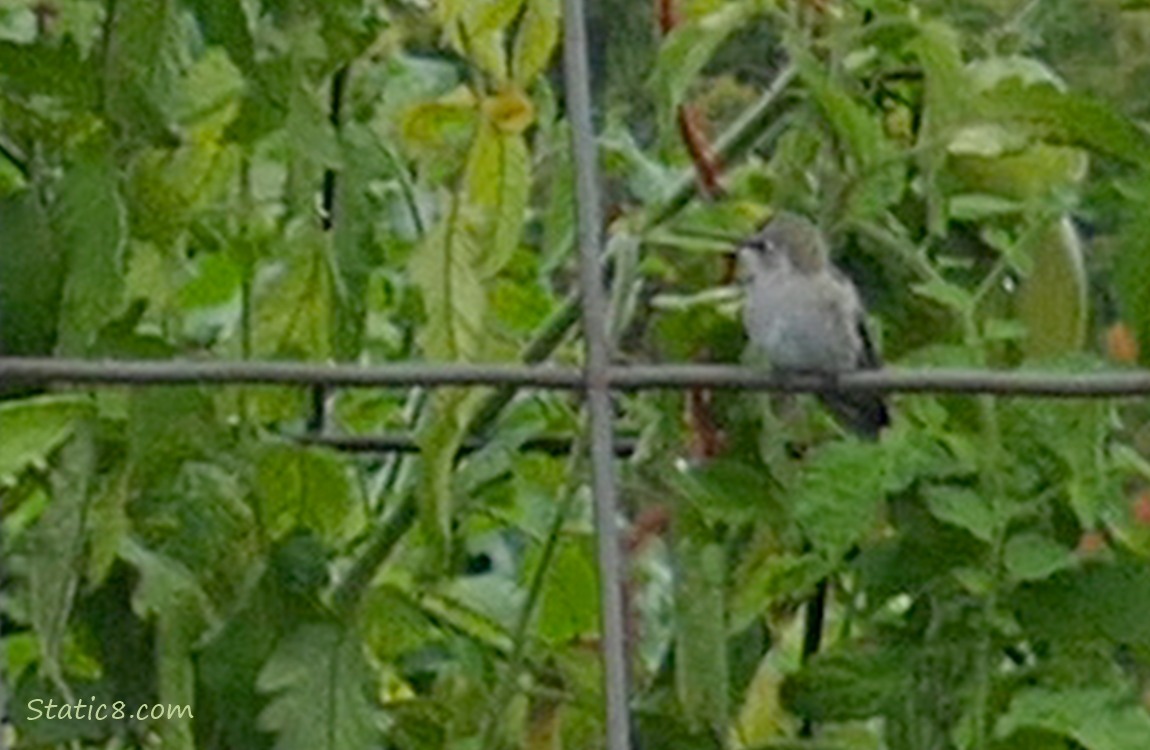 Blurry hummingbird standing on a wire trellis
