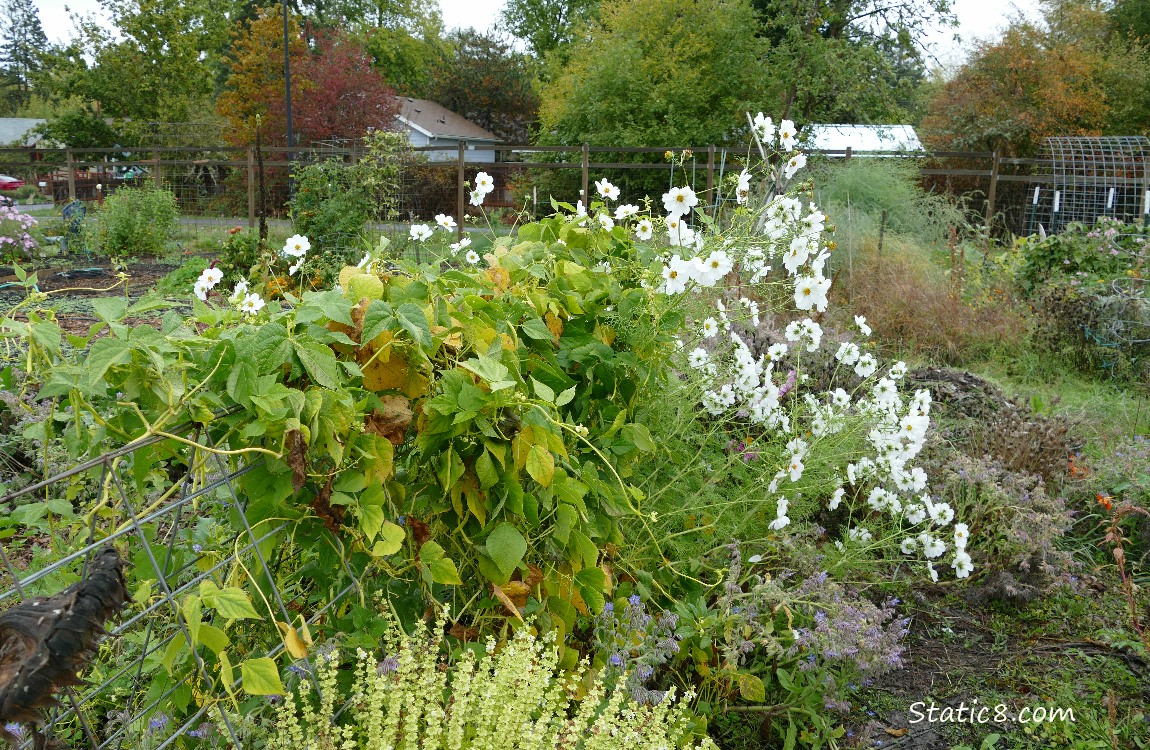 Trellis with bean vines and Cosmos blooms at the end