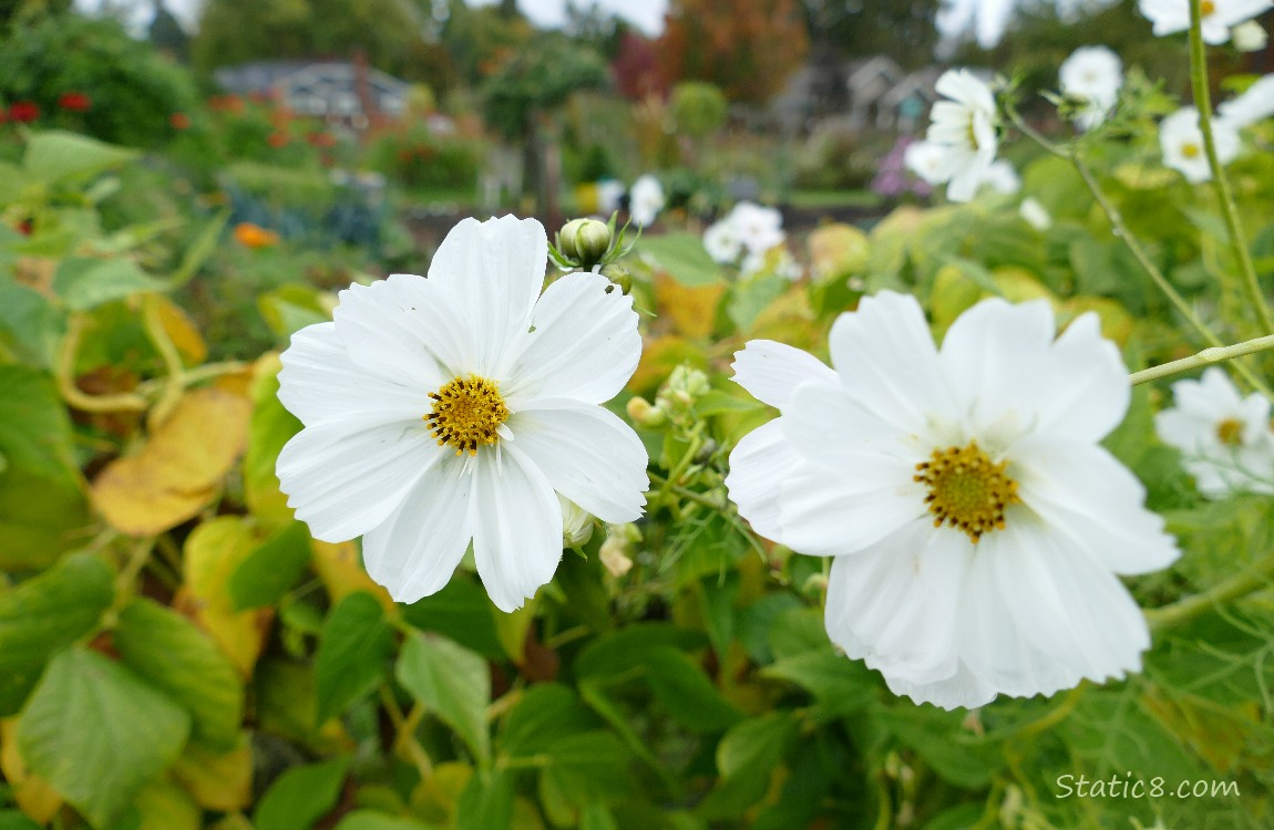 Two white Cosmos blooms