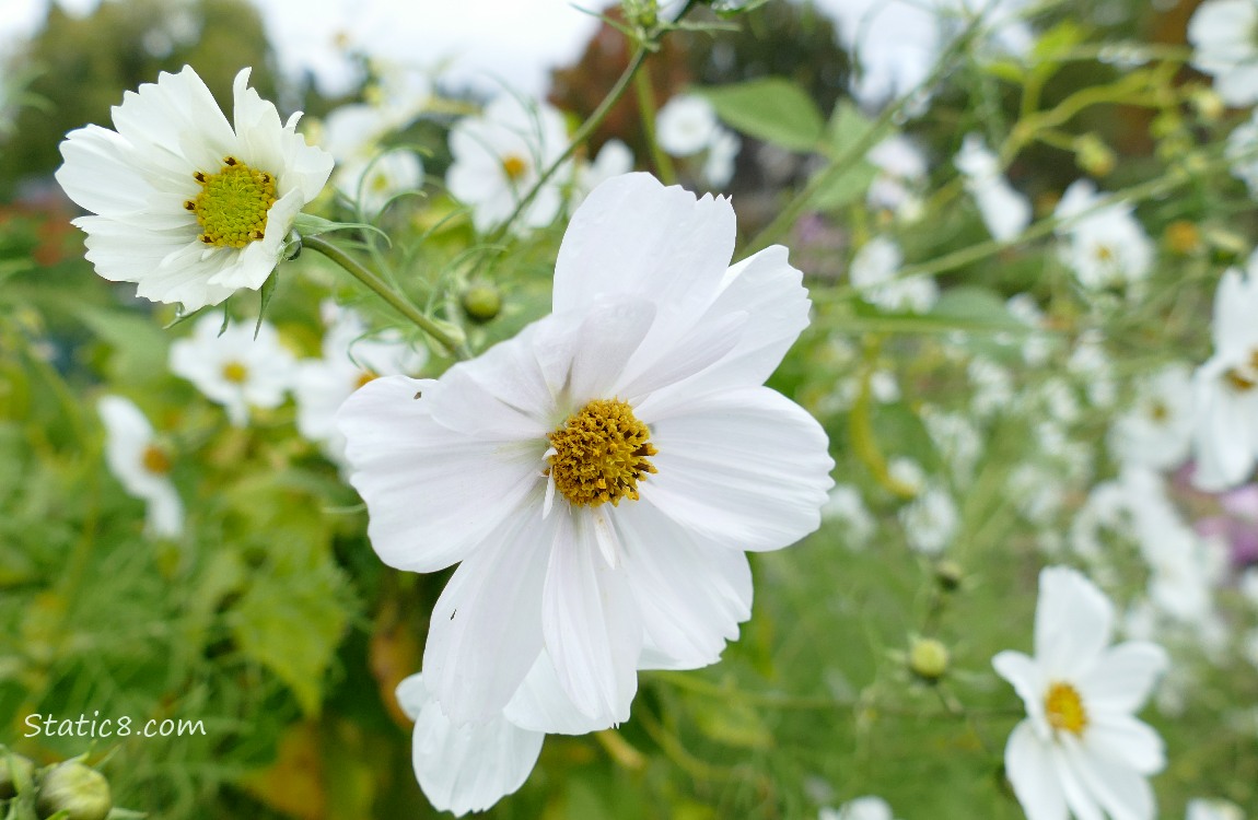 Cosmos blooms