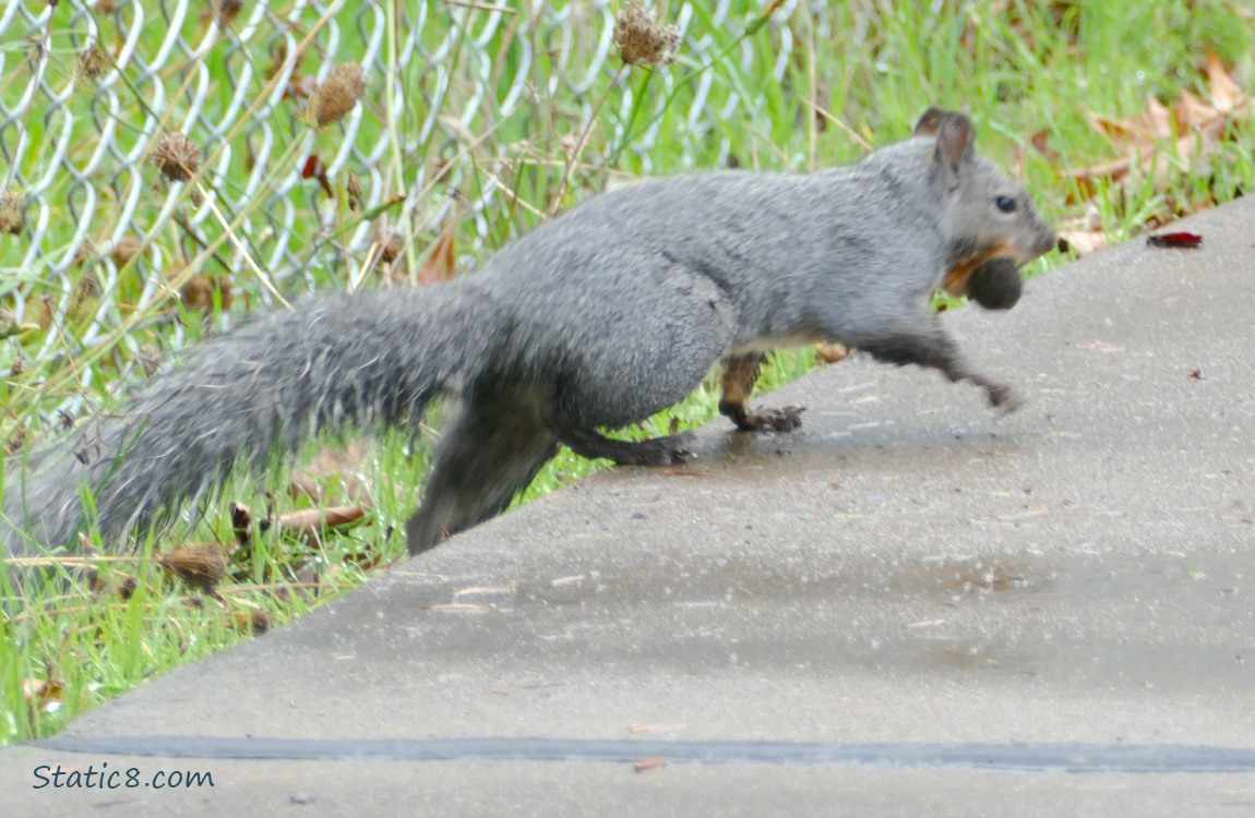 Western Grey Squirrel walking across the path, holding a nut in his mouth