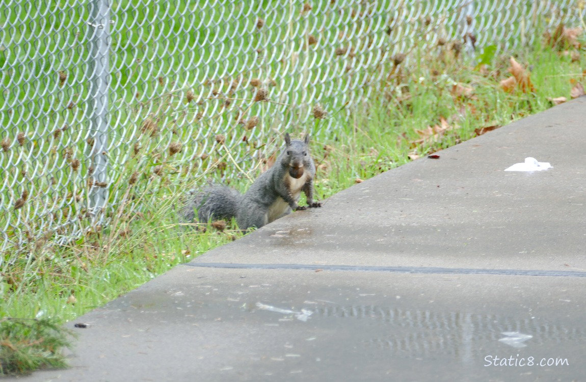 Western Grey Squirrel at the edge of the path, holding a nut in his mouth