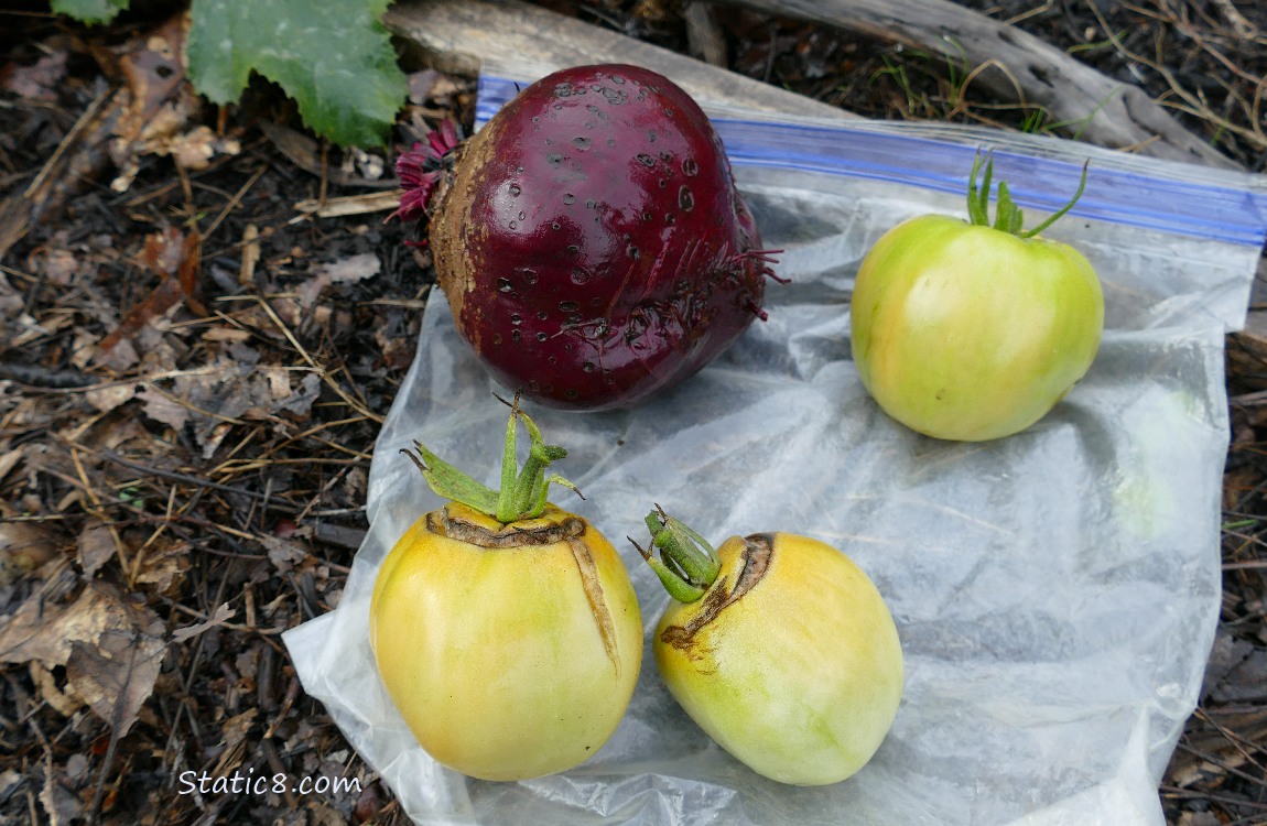 Harvested veggies on a ziplock bag on the ground