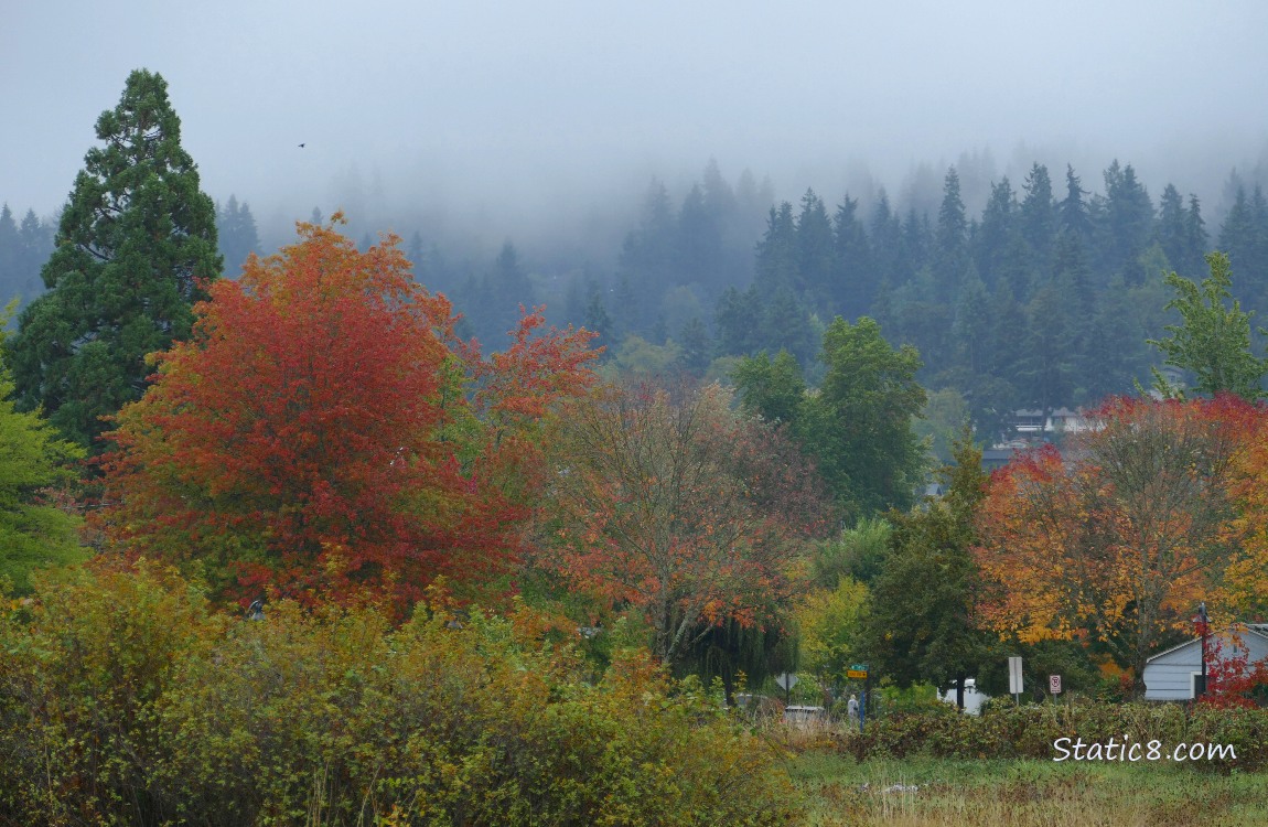 Autumn trees with foggy firs in the background