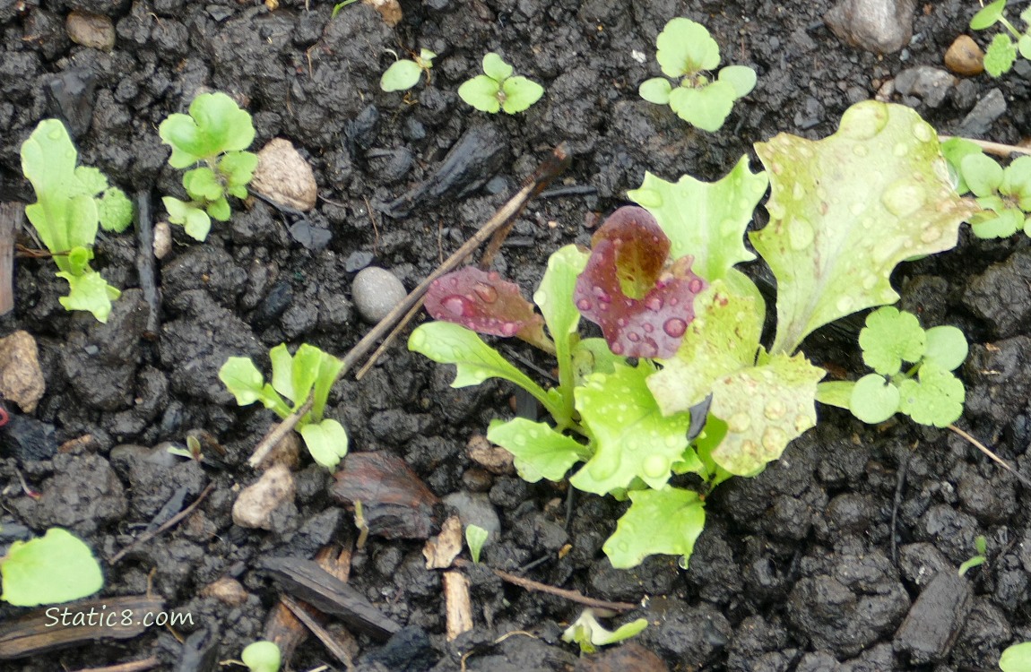 Lettuce seedlings growing in the dirt
