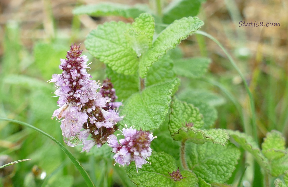 Mint blooms
