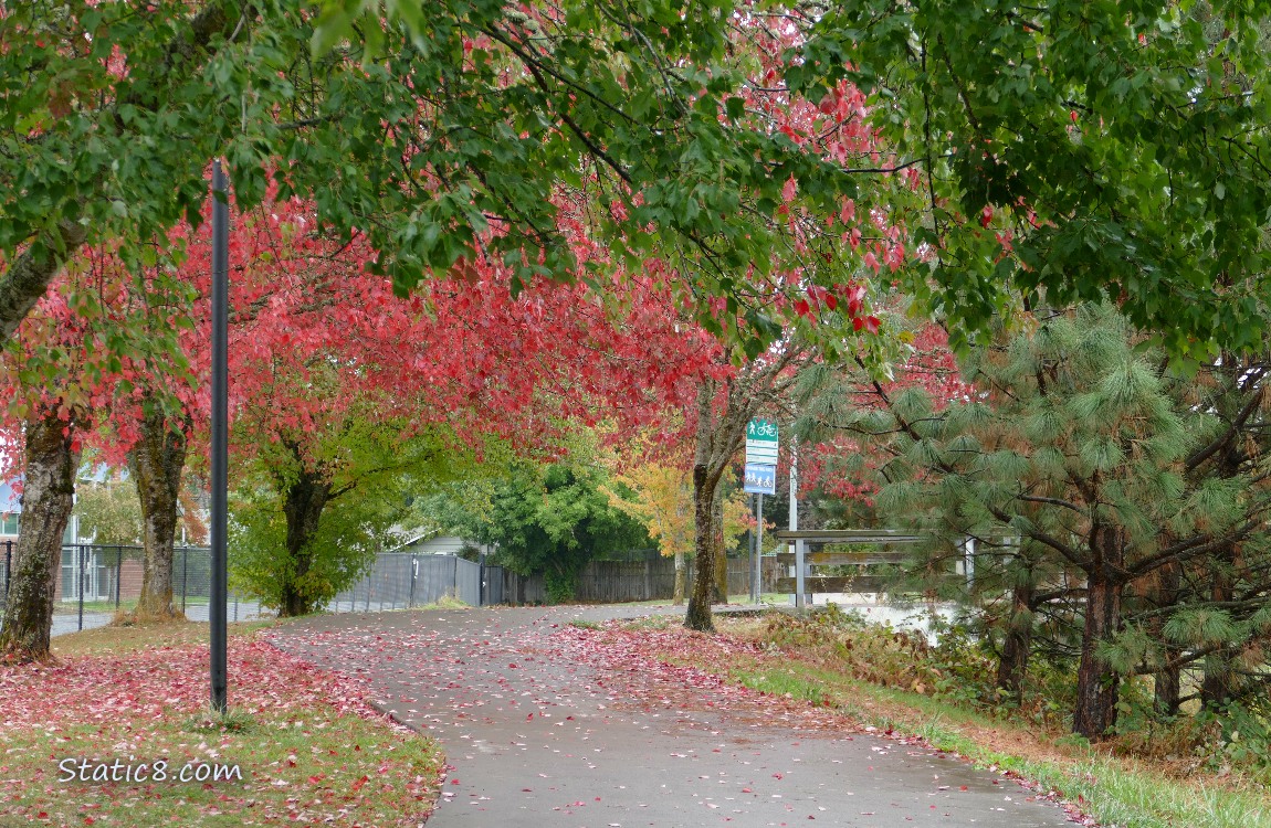 Red Maples draped over a bike path