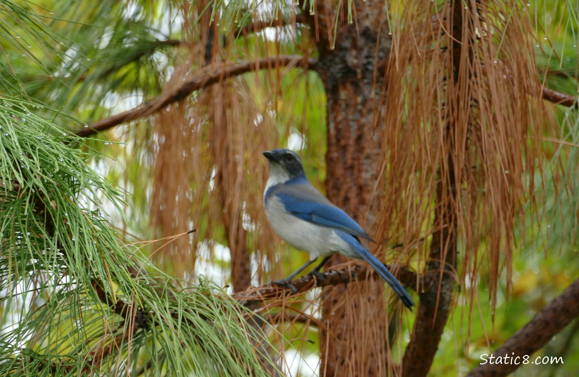 Scrub Jay standing in a pine tree