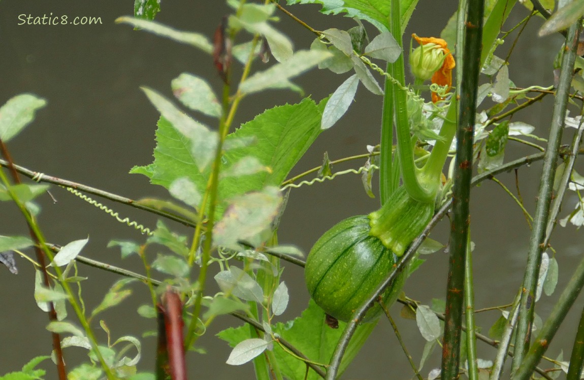 Squash growing on the vine in front of the creek