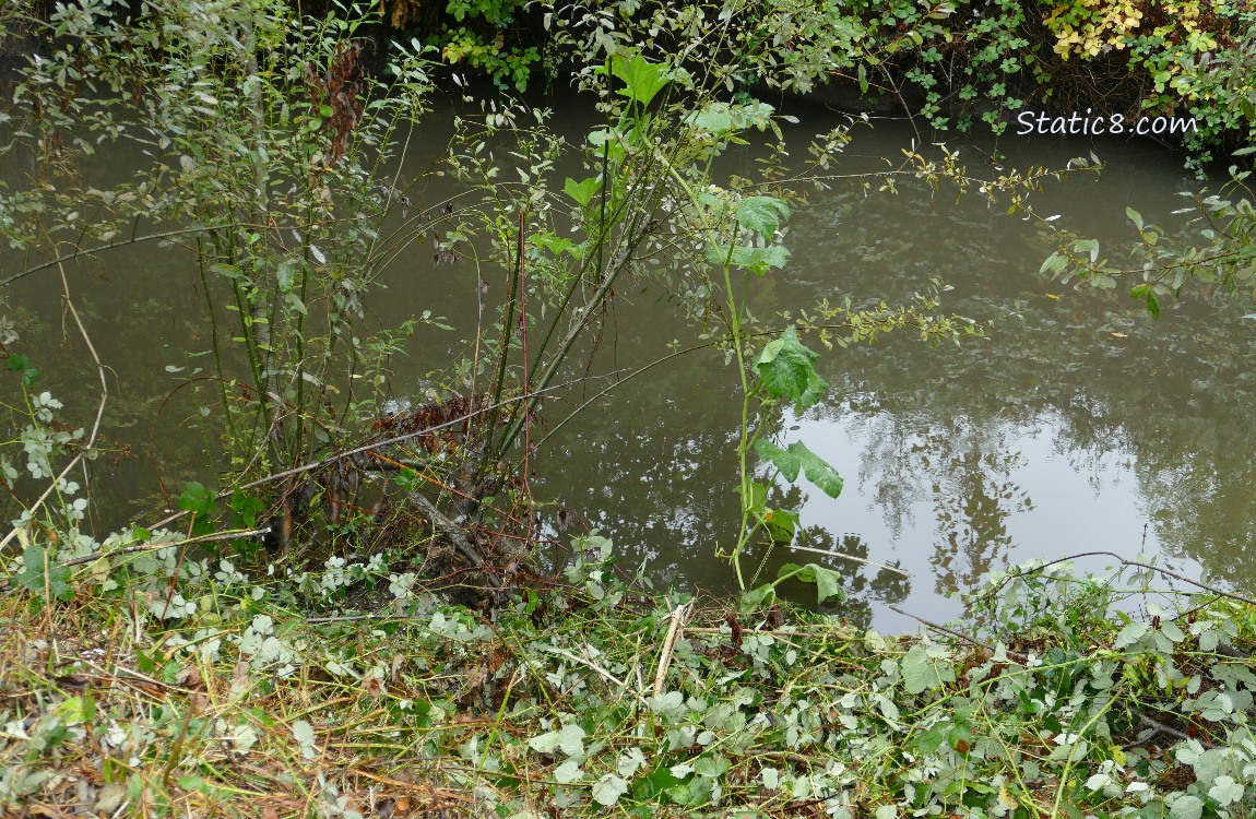 Squash plant growing at the edge of the creek, draped over tree branches