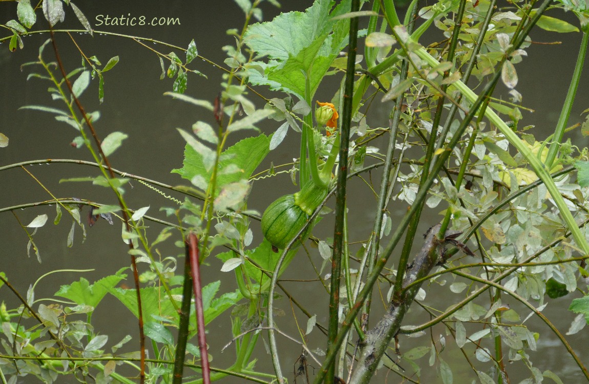 Squash fruit growing on a vine in front of the creek