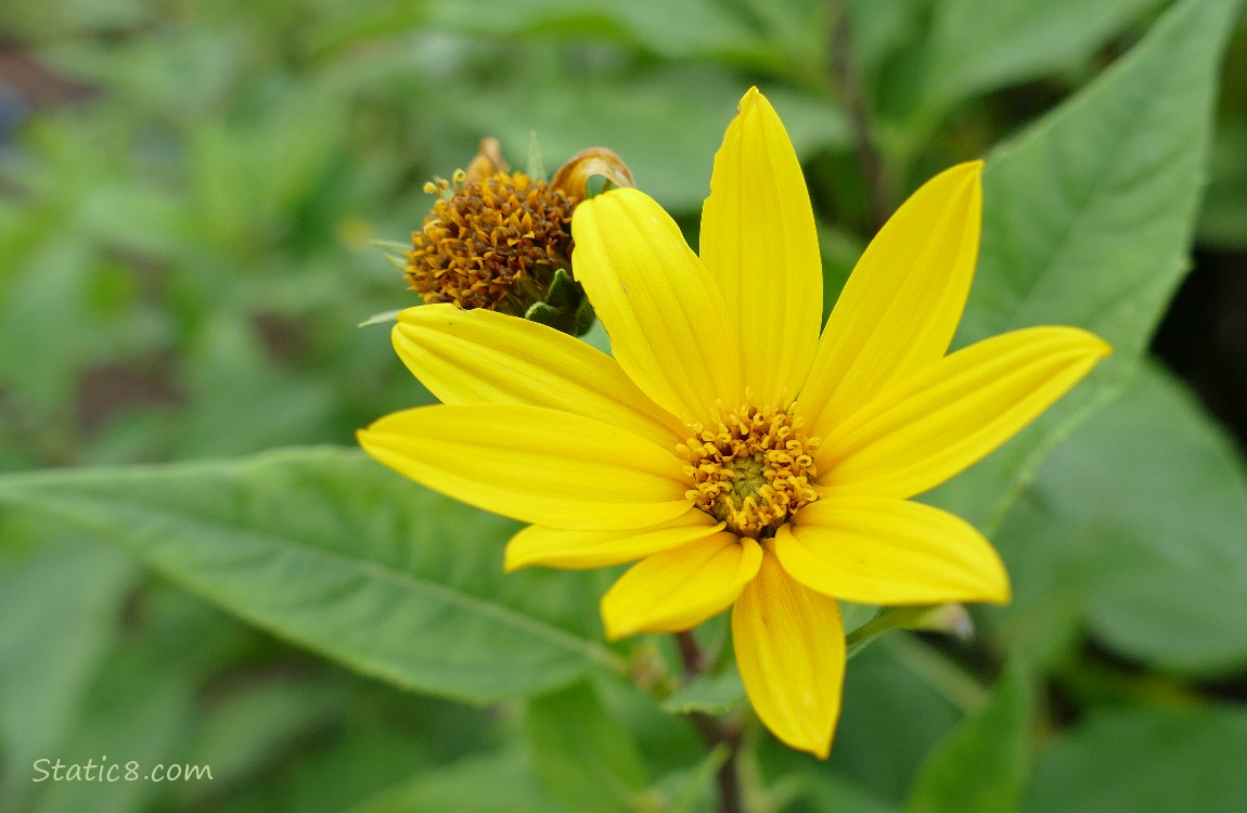 Sunchoke bloom surrounded by green leaves