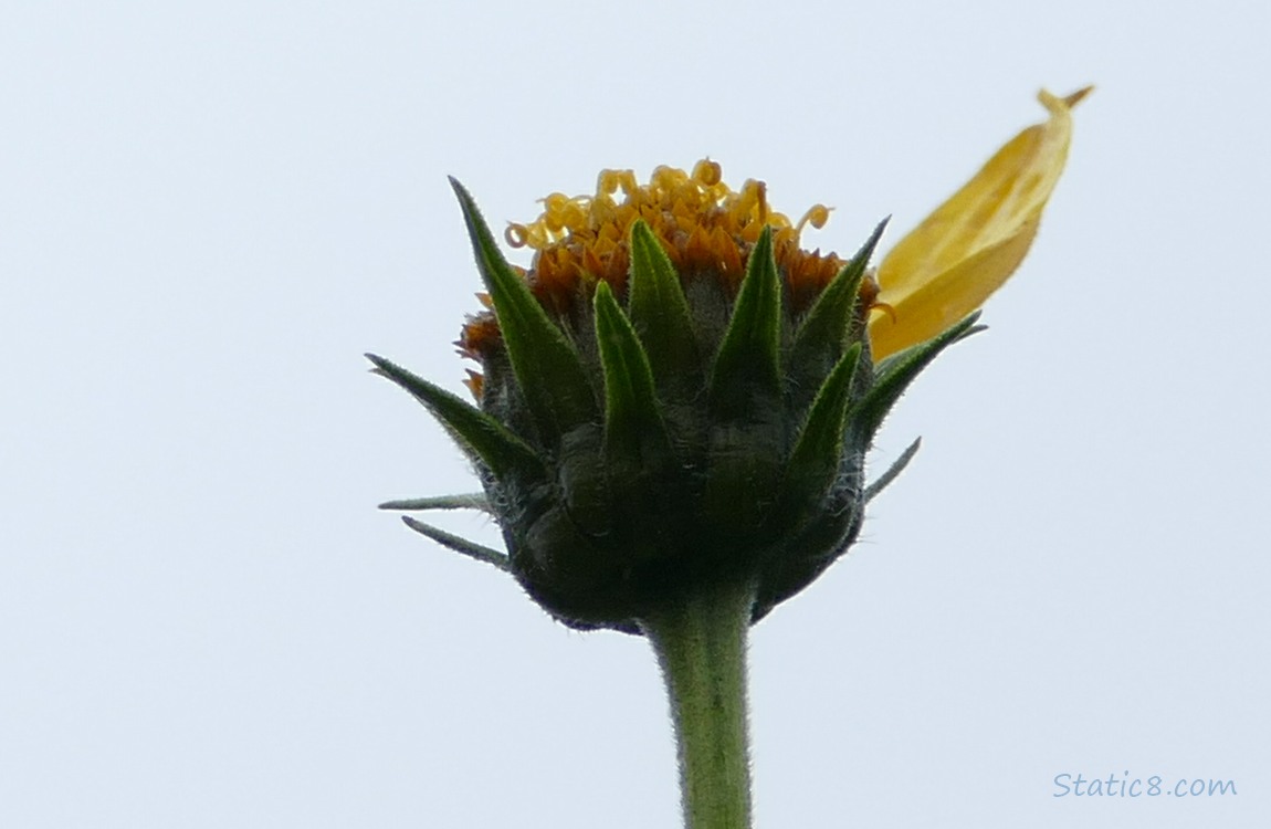 Sunchoke bloom with just one petal left on it
