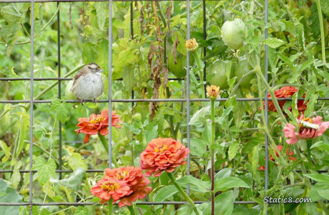 White Throat Sparrow standing in a wire trellis, surrounded by tomato plants