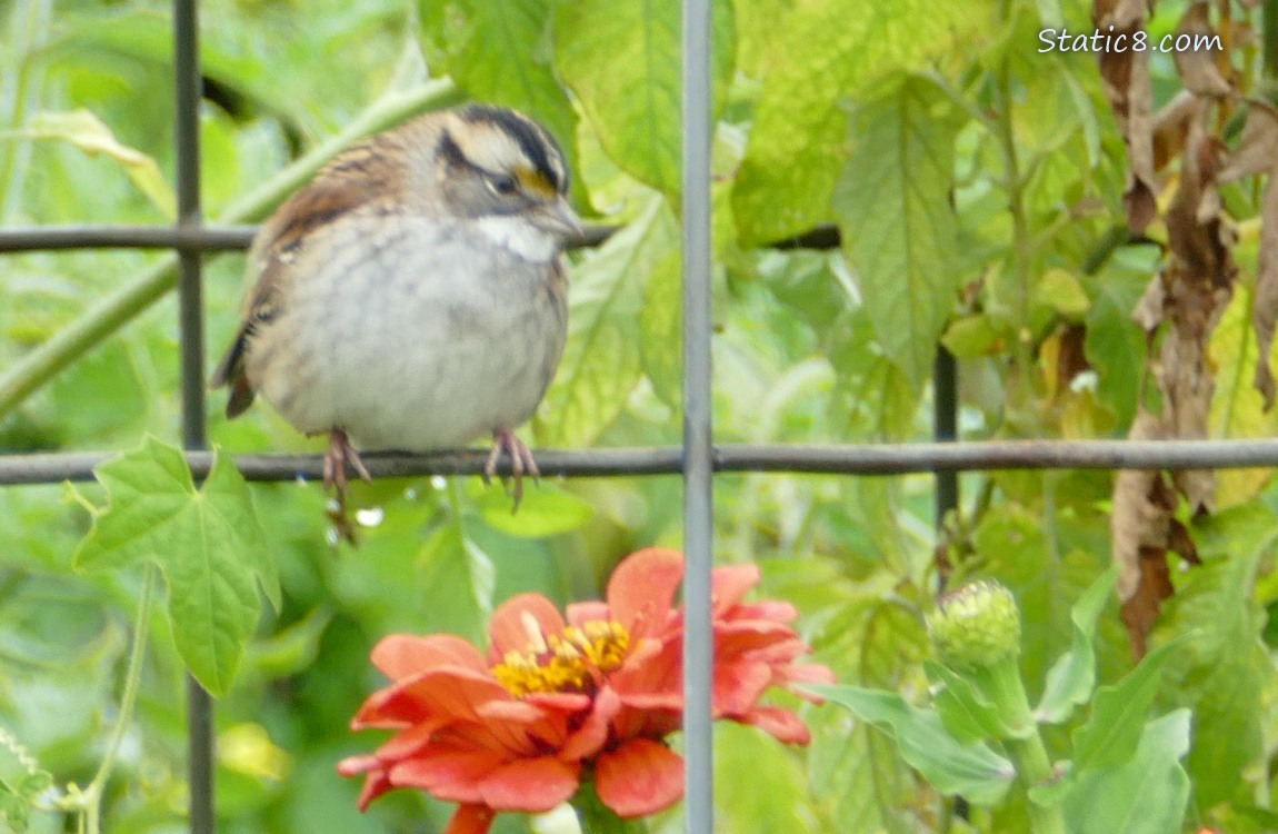 White Throat Sparrow standing in a wire trellis, with a pink Zinnia bloom