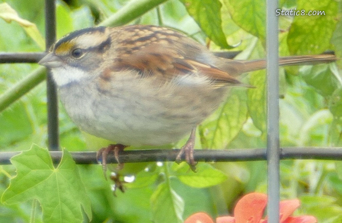Tan-striped morph White Throat Sparrow standing on a wire trellis