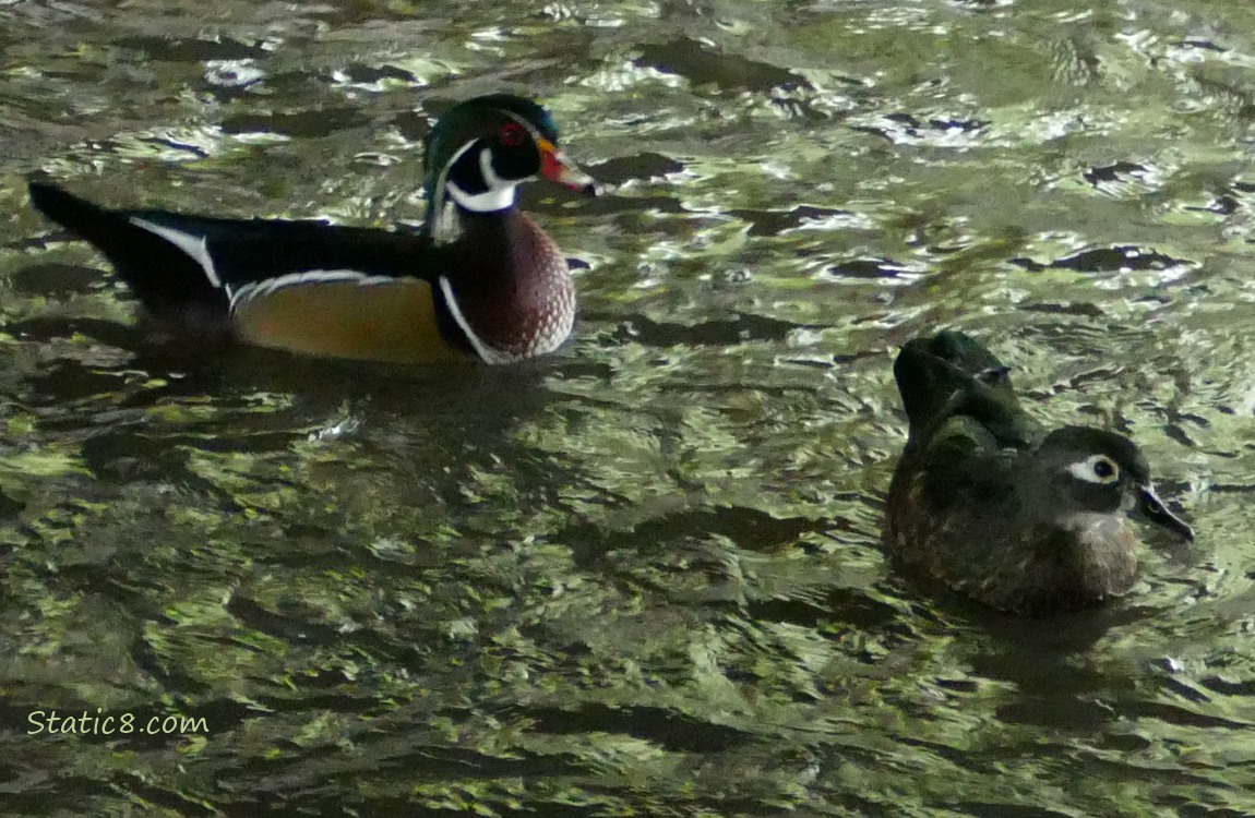 Pair of Wood Ducks paddling on the water