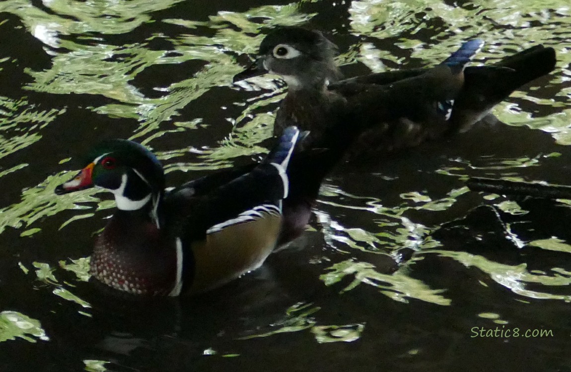 Wood Ducks paddling in the water