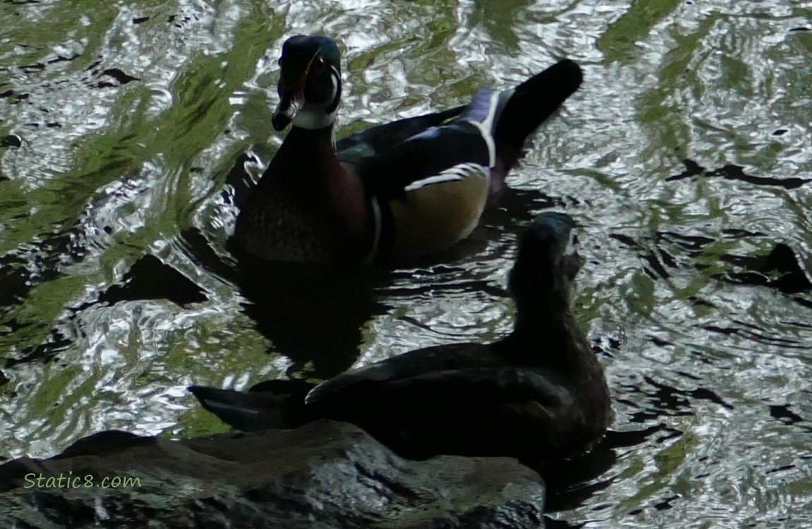Silhouette of Wood Ducks paddling near the bank