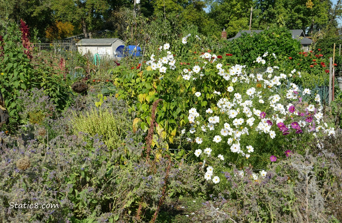 Garden Plot