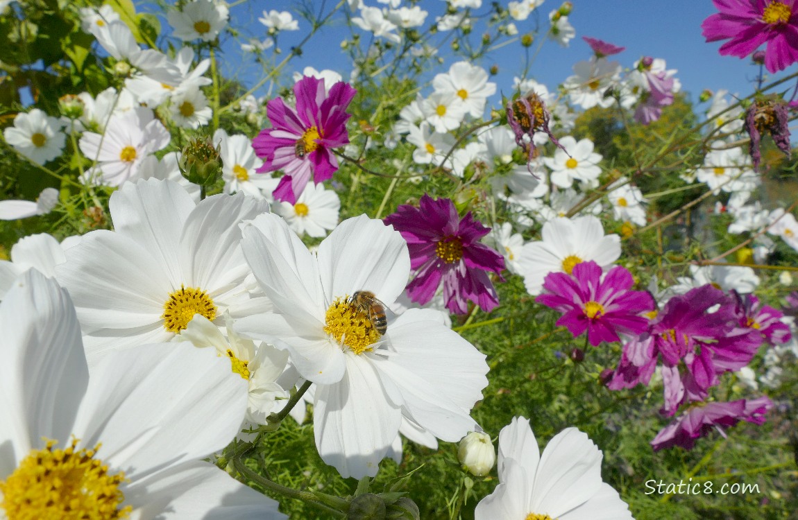 Honey Bee on a Cosmos bloom surrounded by more blooms