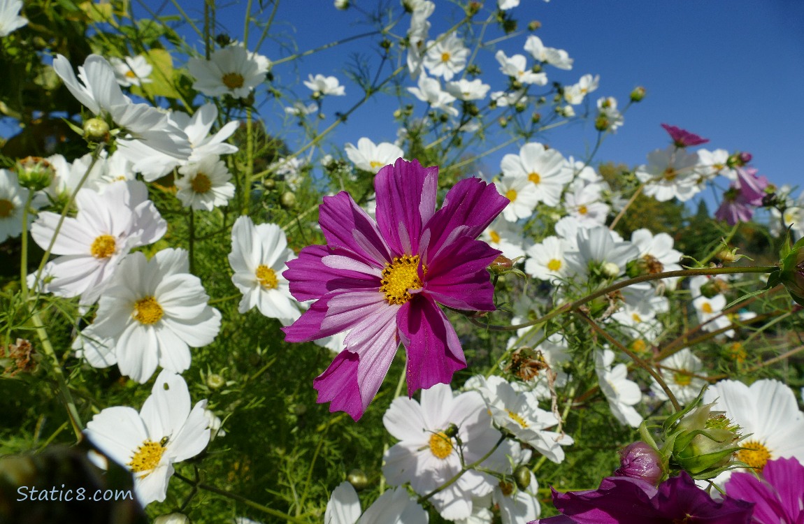 Red violet Cosmos bloom surrounded by white blooms and the blue sky