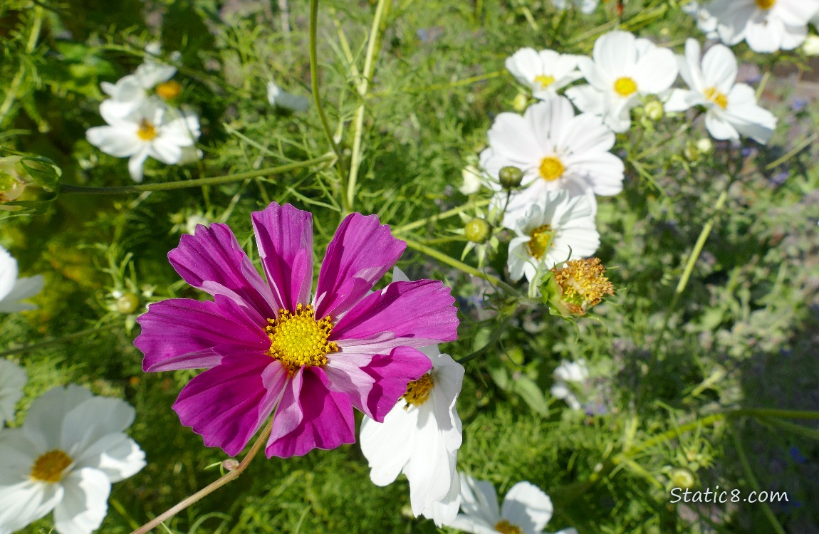 Red violet Cosmos bloom